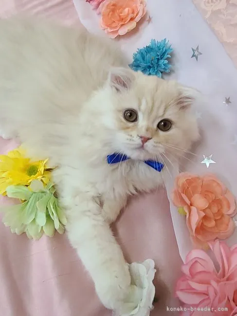 ID:2204-00500の子猫