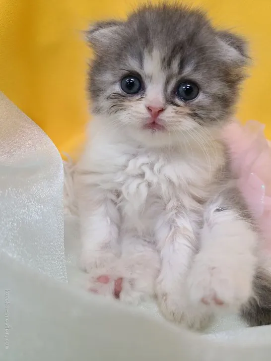 ID:2007-00858の子猫