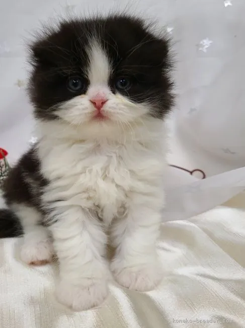 ID：2011-00385の子猫