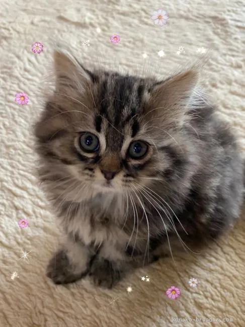 ID:2003-00921の子猫