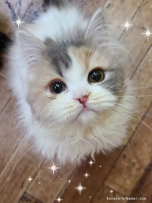 ID：2301-00353の子猫