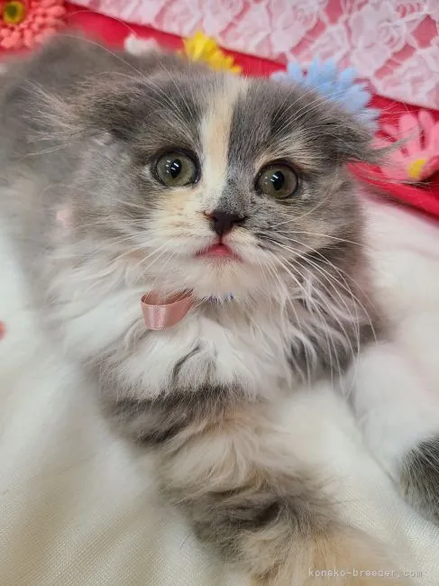 ID:2205-01963の子猫