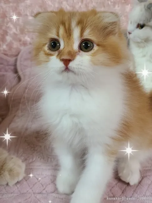 ID:2304-03218の子猫