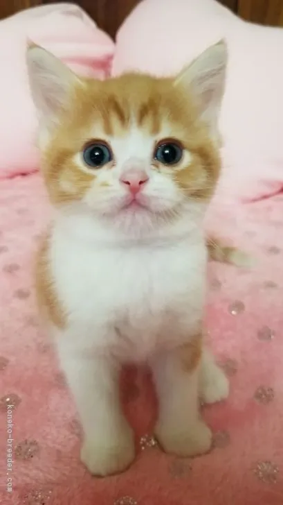 ID:1811-00039の子猫