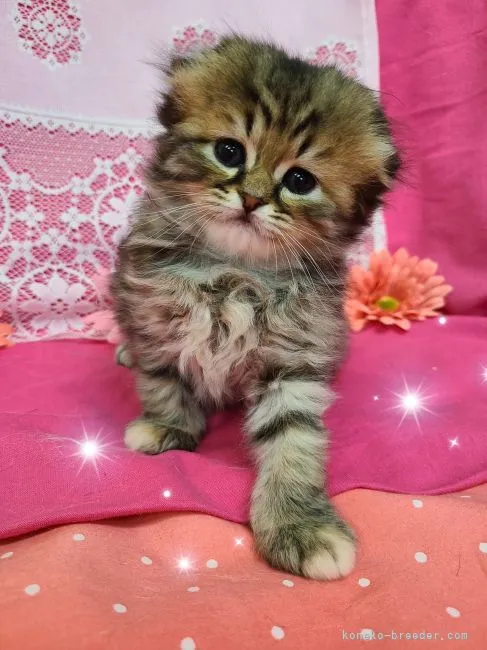 ID:2204-00472の子猫
