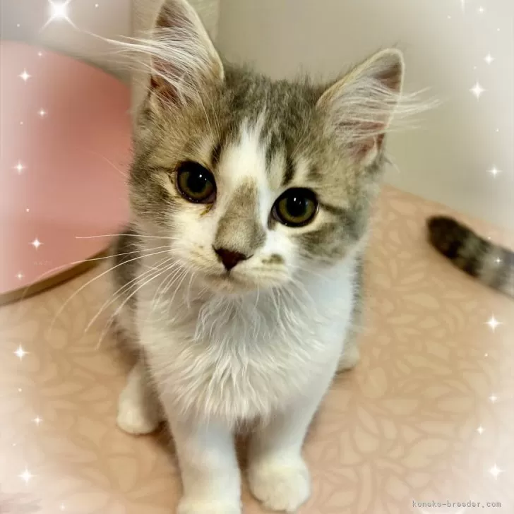 マリリン 様のお迎えした子猫