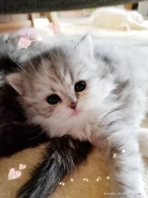 ID:2001-01137の子猫