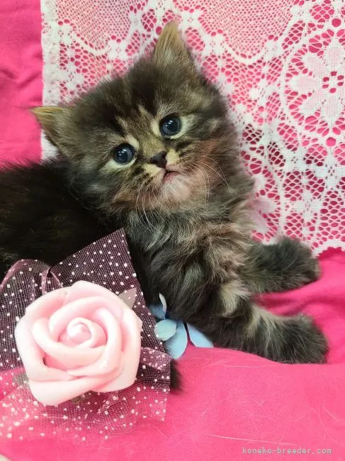 ID:2204-00231の子猫