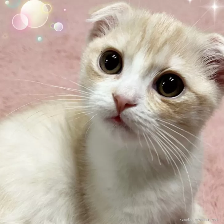 ID:2310-01657の子猫