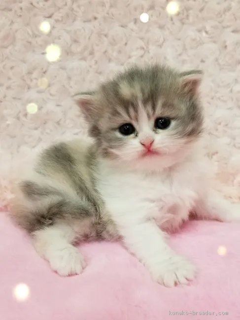 ID:2002-00402の子猫