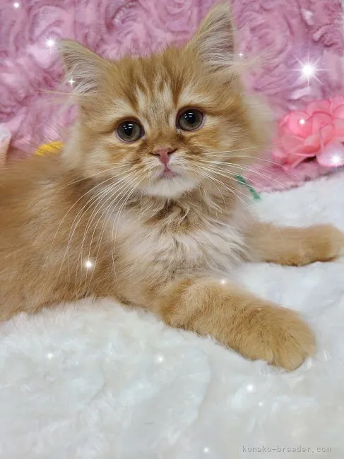 ID:2112-00214の子猫
