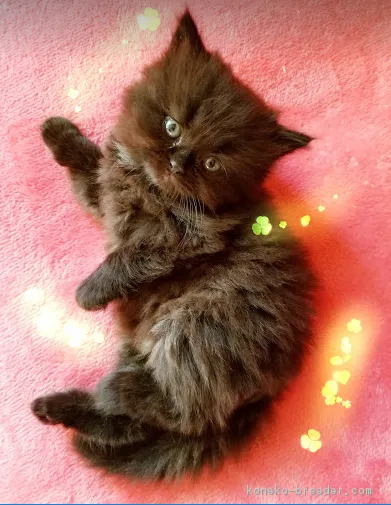 ID：1803-01462の子猫