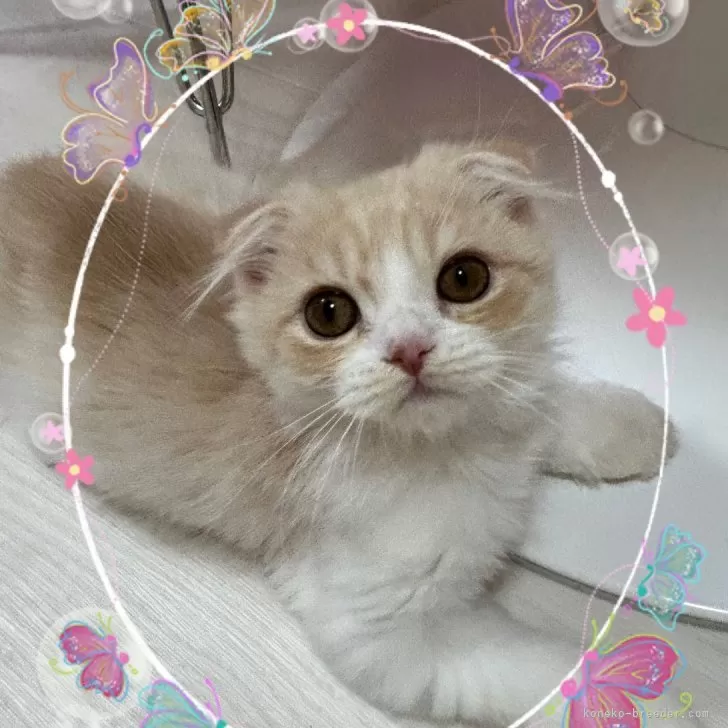 ID:2409-01372の子猫
