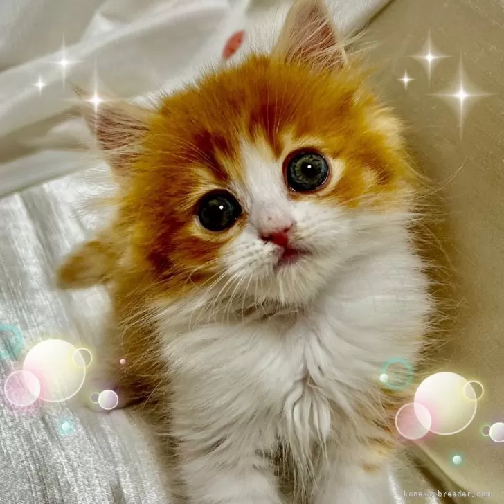 ID：2406-01528の子猫