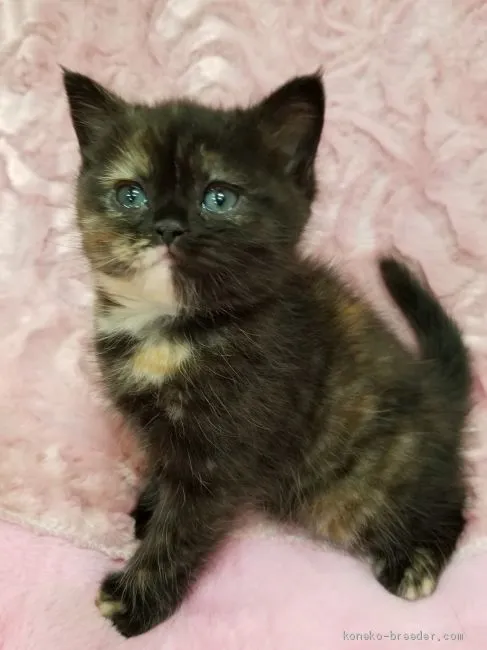 A.Y 様のお迎えした子猫