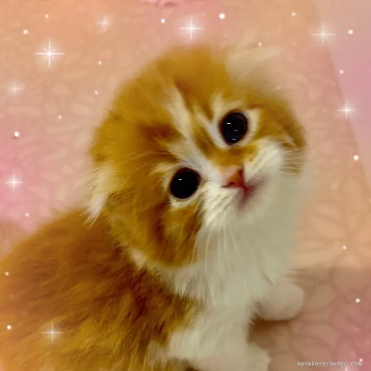 ID:2405-01930の子猫
