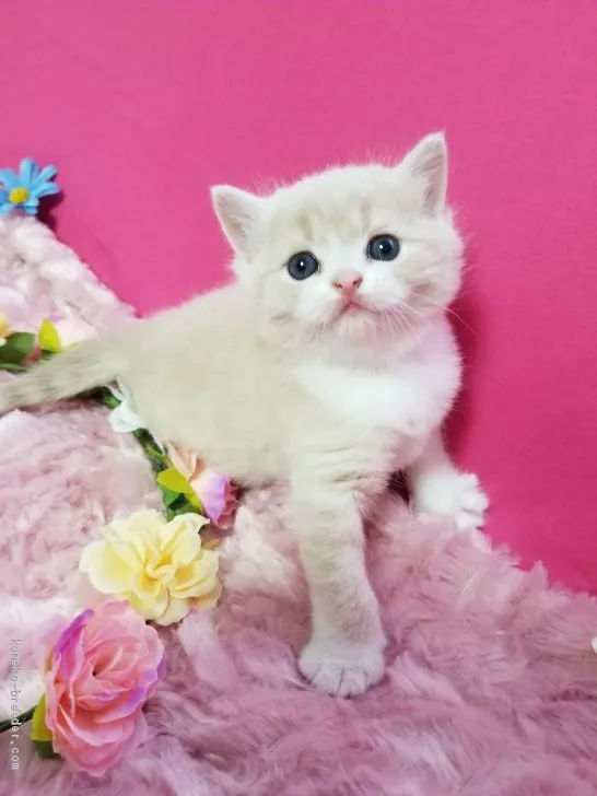 ID:2005-00974の子猫