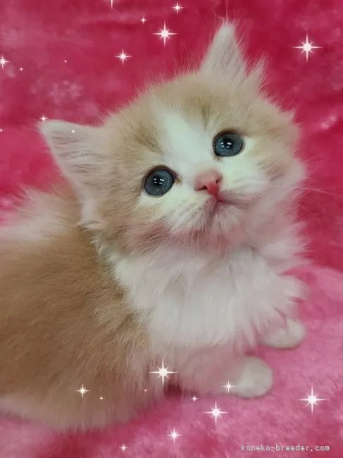 ID:2302-00745の子猫