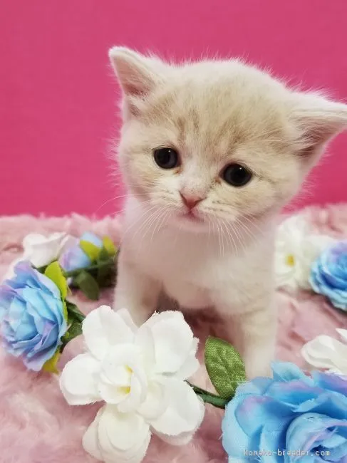 ID:2005-00997の子猫