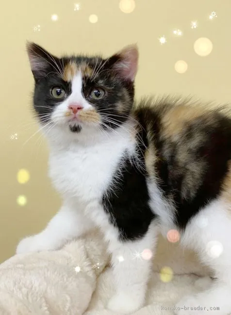 ID:2004-00982の子猫
