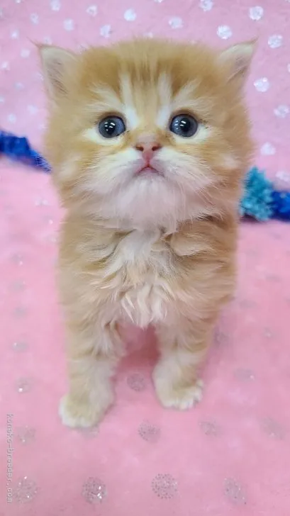 ID:2106-00876の子猫