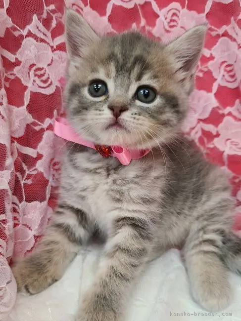 ID:2206-02923の子猫