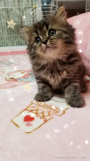 ID:1807-00892の子猫