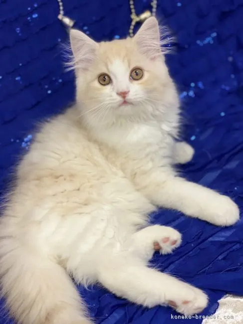 ID:2209-01644の子猫