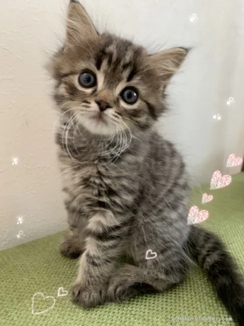 ID：2006-02039の子猫