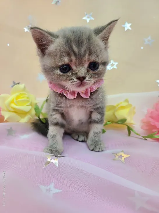 ID:2007-00032の子猫