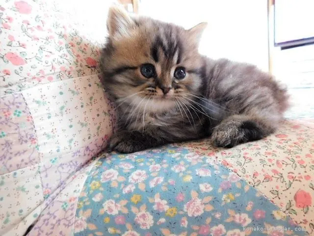 ID:1803-00043の子猫