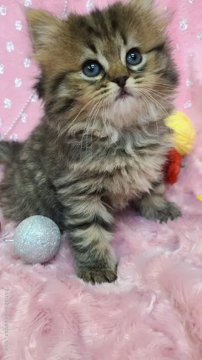 ID：2112-00292の子猫