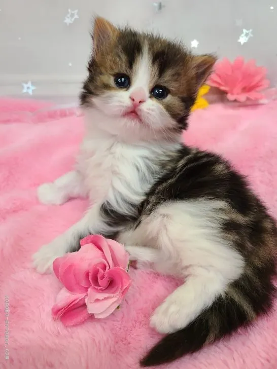 ID:2204-00198の子猫
