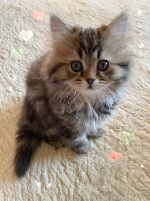 ID:2003-00693の子猫