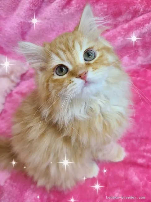 ID:2212-01111の子猫