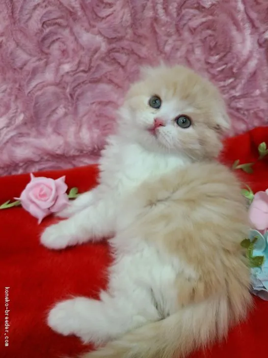 ID:2101-00429の子猫