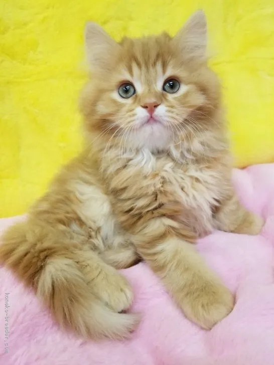 S.S 様のお迎えした子猫