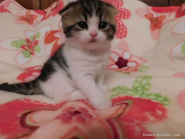 ID:1712-00874の子猫