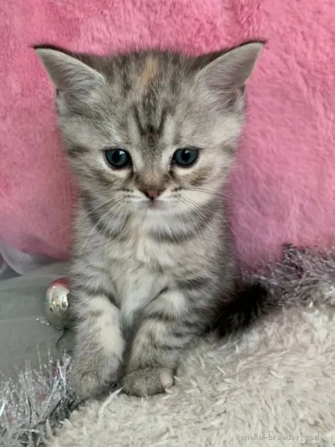 ID:2011-00867の子猫