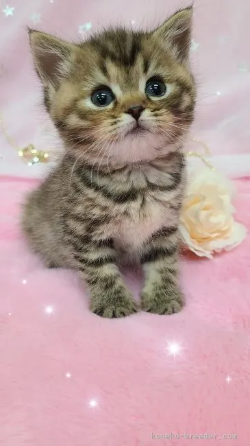 ID：2112-00106の子猫