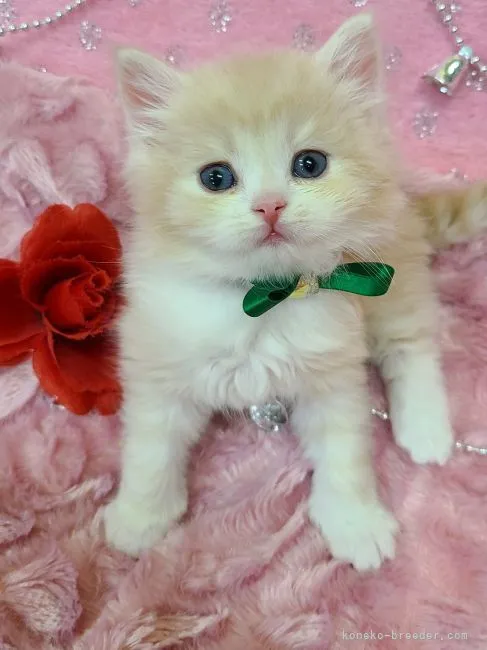 ID:2212-02500の子猫