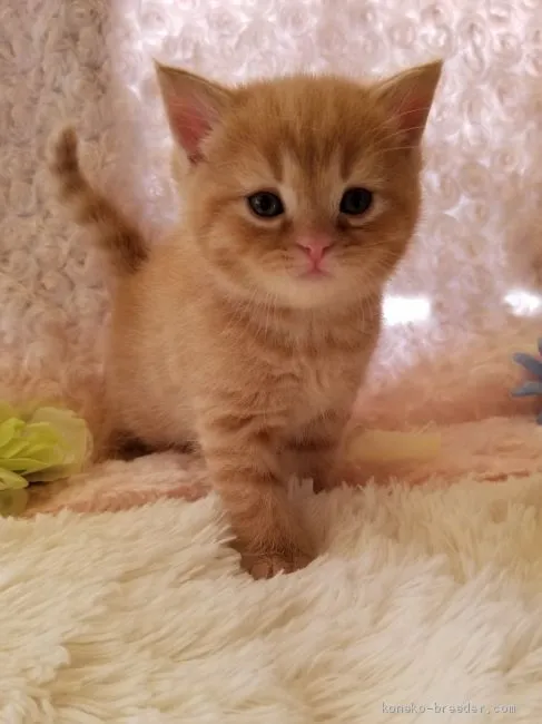 ID:2004-00858の子猫