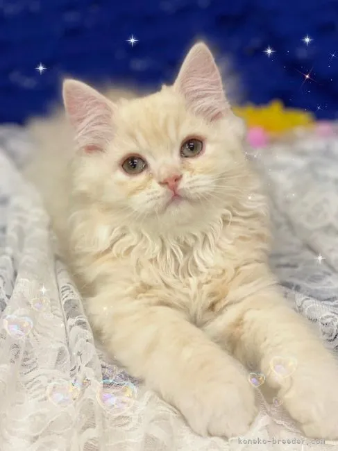 ID:2208-01762の子猫