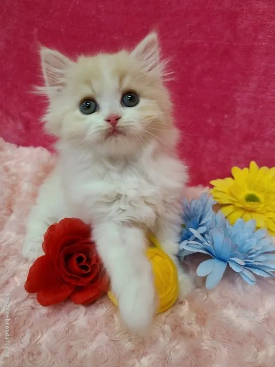 ID:2112-02277の子猫
