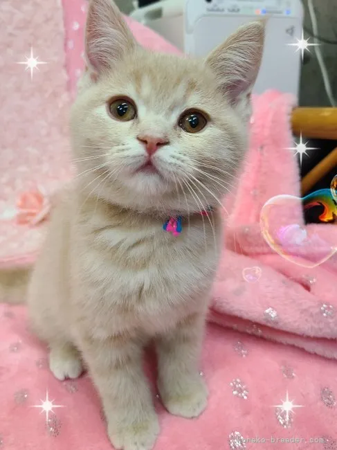 ID：2303-01688の子猫