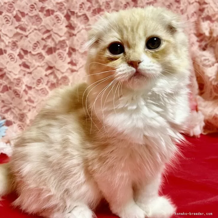 ID:2403-02645の子猫