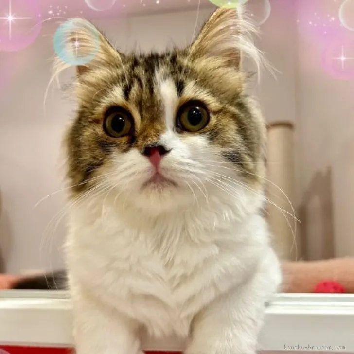 ID:2309-00207の子猫