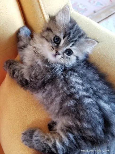 ID:1911-00428の子猫