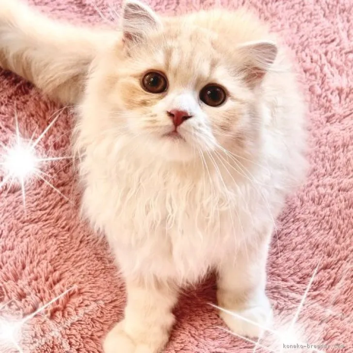 ID:2305-02825の子猫