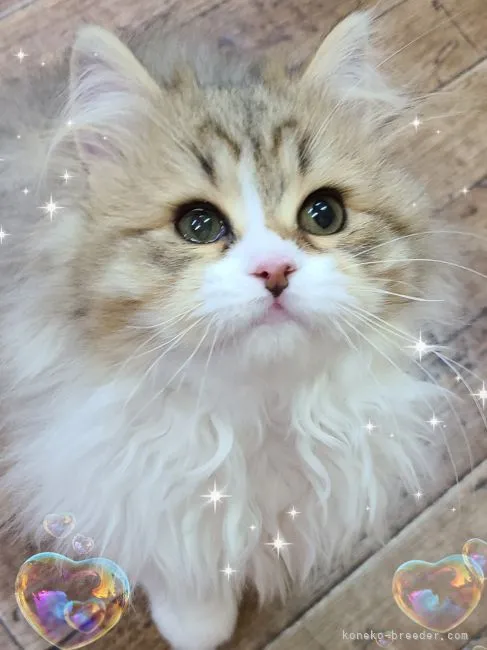 A.Y 様のお迎えした子猫